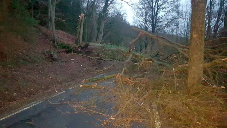 Straße versperrt: Umgestürzter Baum infolge starker Sturmböen