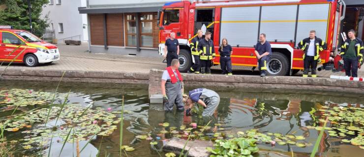 Tierrettung: Zwei Küken in Teich-Überlauf gefallen