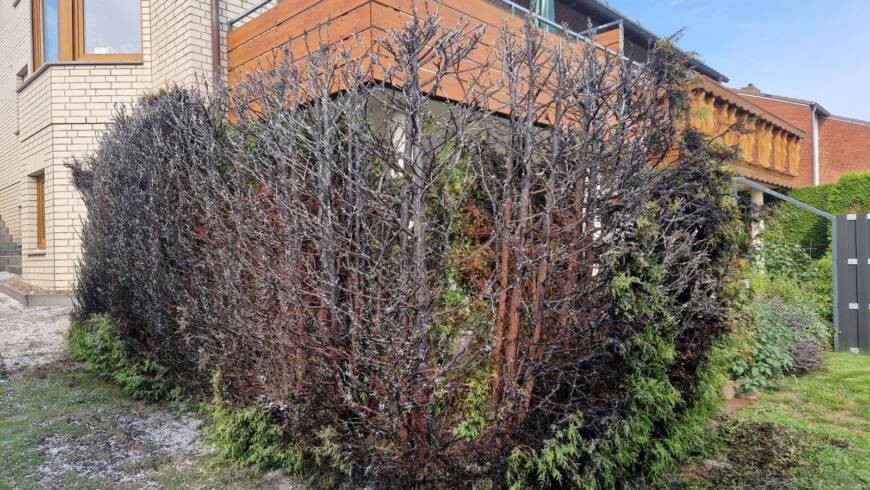 Heckenbrand in Stadtoldendorf. Nachkontrolle durch die Feuerwehr