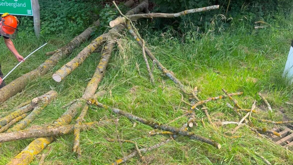 Umgestürzter Baum auf Landesstraße in Lenne