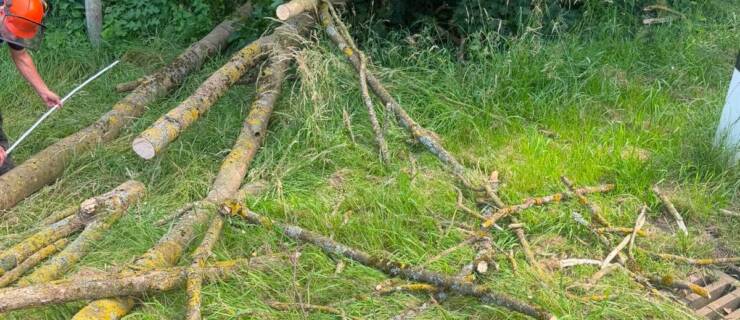 Umgestürzter Baum auf Landesstraße in Lenne